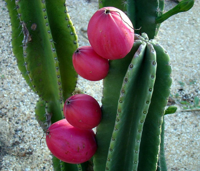 Peruvian Apple Cactus, Cereus Repandus, Cactus, Succulent, Live plant