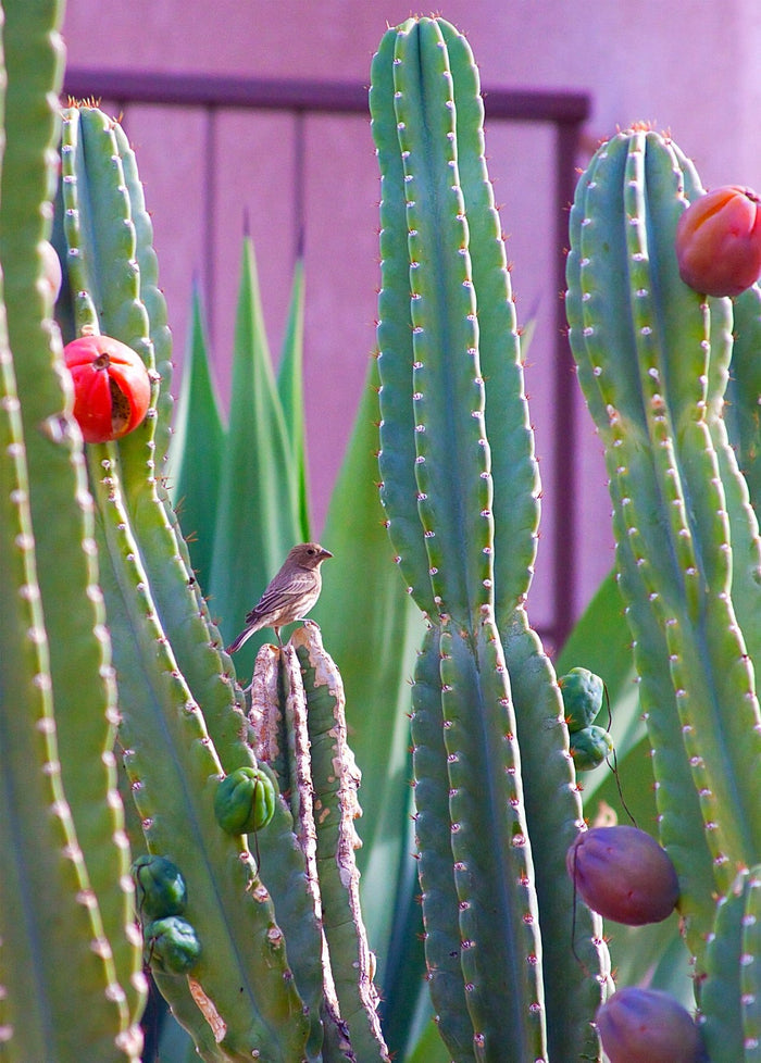 Peruvian Apple Cactus, Cereus Repandus, Cactus, Succulent, Live plant