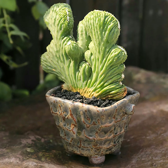 Rare Crested Cereus Peruvianus Monstrose, crested cactus, live plant