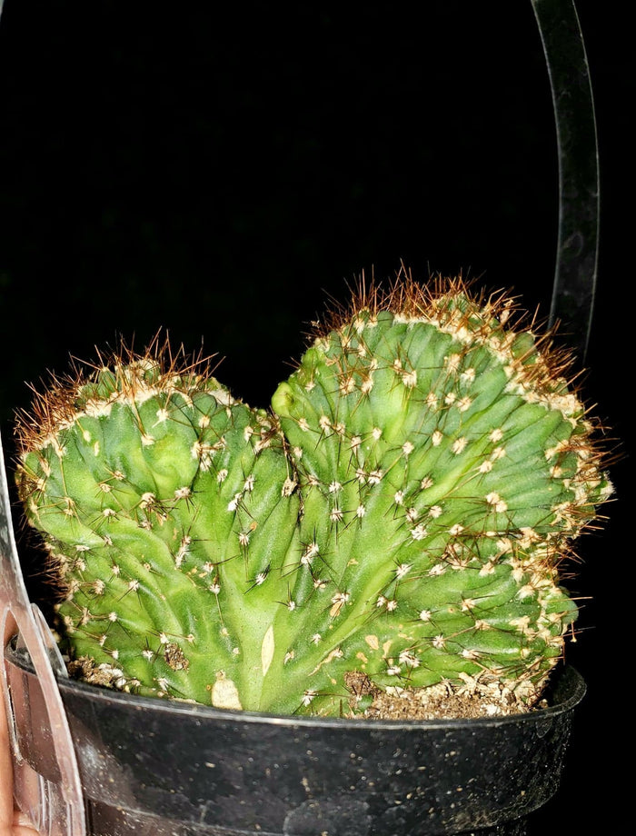 Rare Crested Cereus Peruvianus Monstrose, crested cactus, live plant