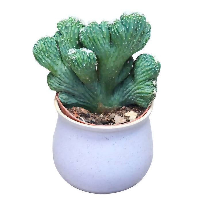 Rare Crested Cereus Peruvianus Monstrose, crested cactus, live plant