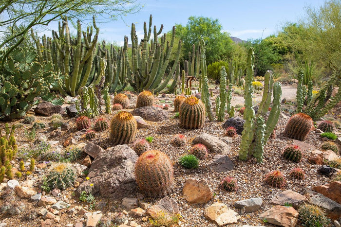 Rooting Soil, Desert Noir, proprietary blend, cactus, propagation, succulents