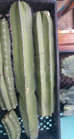 Rooting Soil, Desert Noir, proprietary blend, cactus, propagation, succulents
