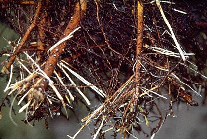 Rooting Soil, Desert Noir, proprietary blend, cactus, propagation, succulents