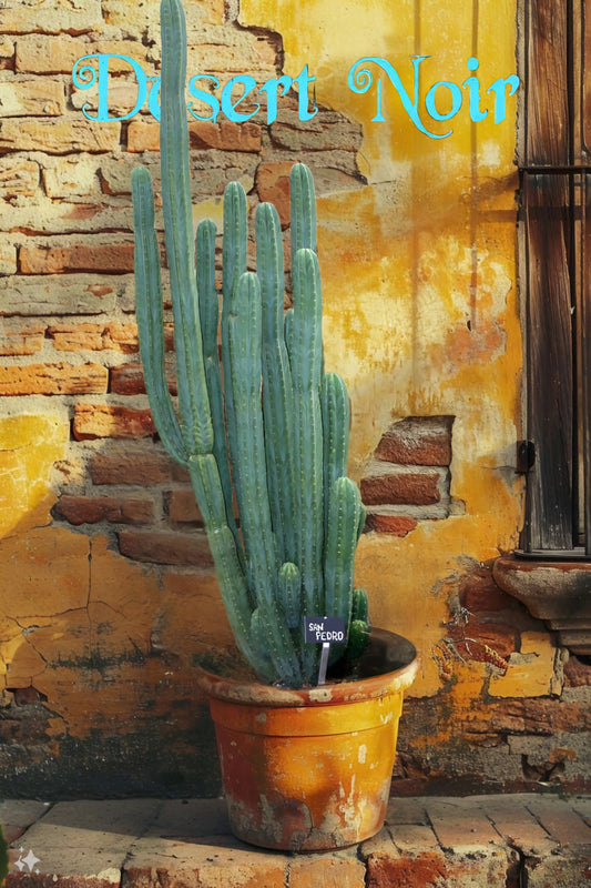 San Pedro, Echinopsis pachanois,Trichocereus Pachanoi, Cactus, Succulent, Live Plant