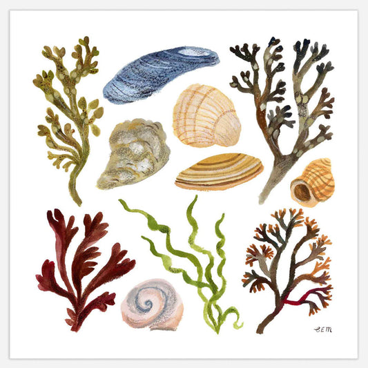 Shells and Seaweed Print
