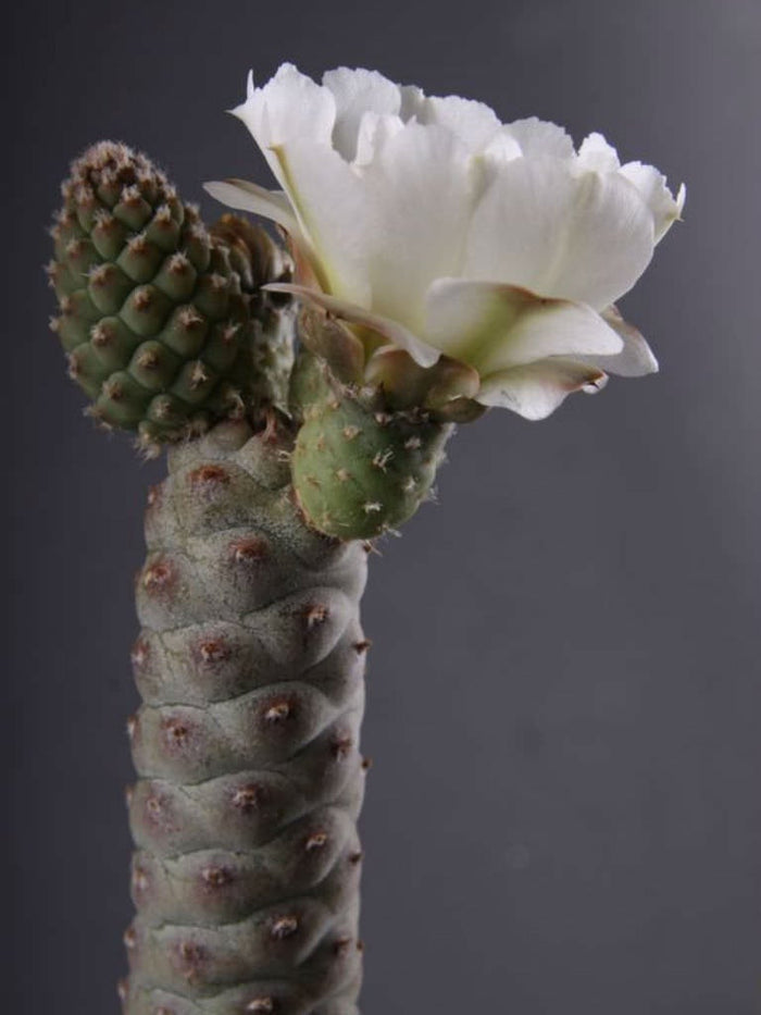 Tephrocactus articulatus v inermis, Pine Cone Cactus, Cactus, succulent