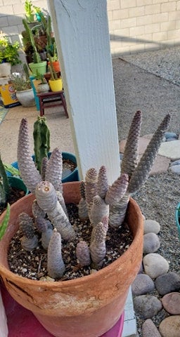Tephrocactus articulatus v inermis, Pine Cone Cactus, Cactus, succulent