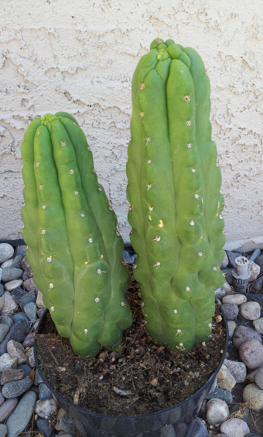 Trichocereus Pachanoi var. Monstrose,  Echinopsis pachanoi, San Pedro Monstrose, Cactus, Succulent, Live Plant, RARE