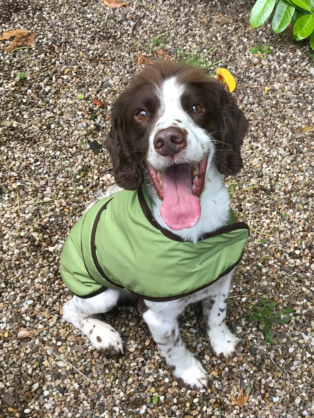 Dog Coat - Light Green Wax