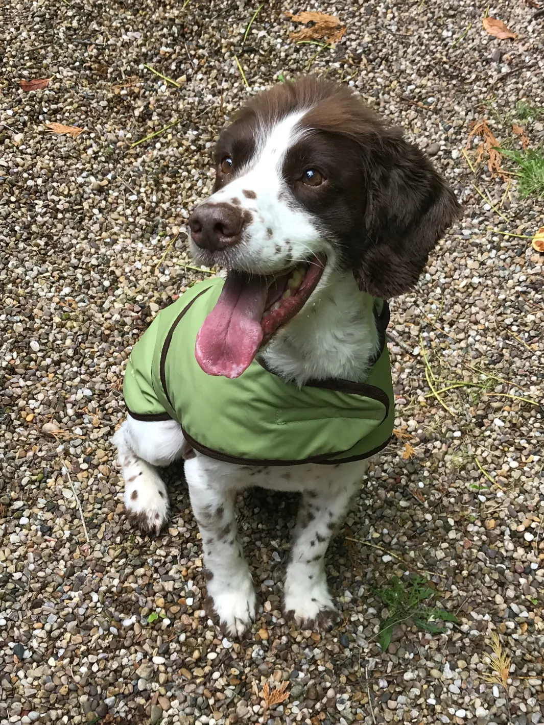 Dog Coat - Light Green Wax
