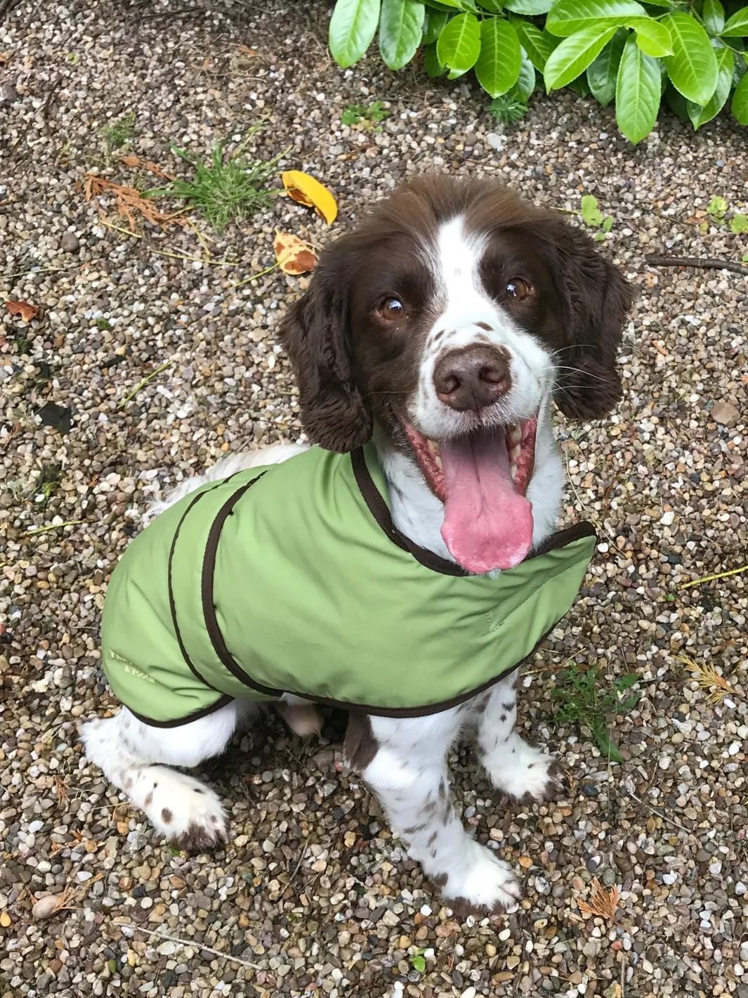 Dog Coat - Light Green Wax