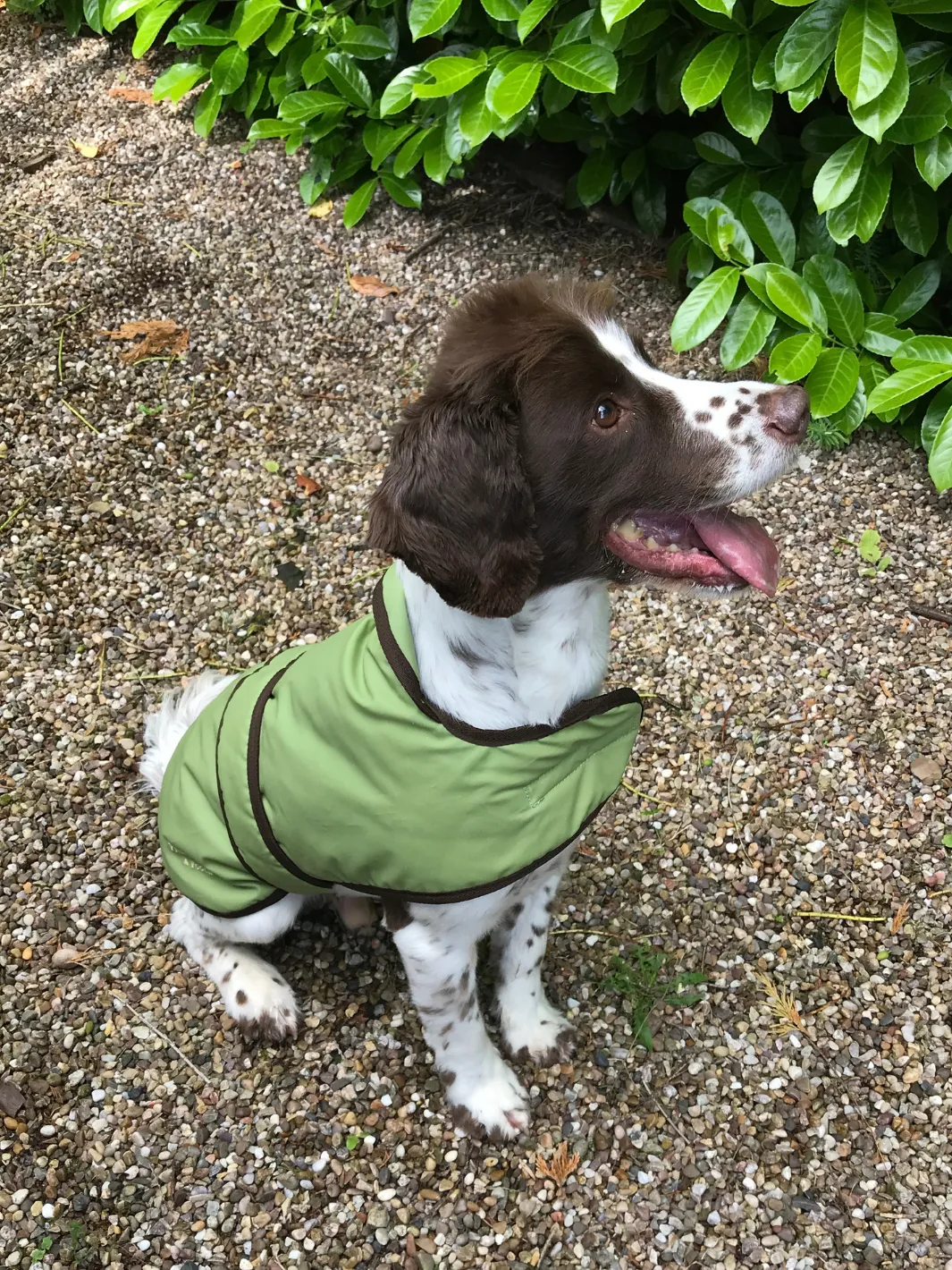 Dog Coat - Light Green Wax