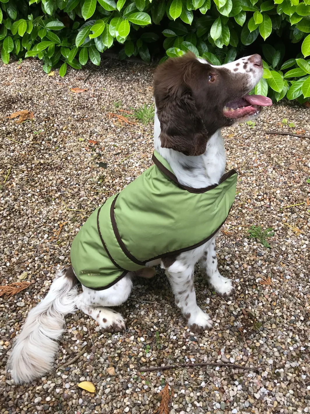 Dog Coat - Light Green Wax