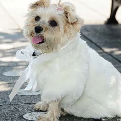 Fun Fur Glamour Dog Coat White Small